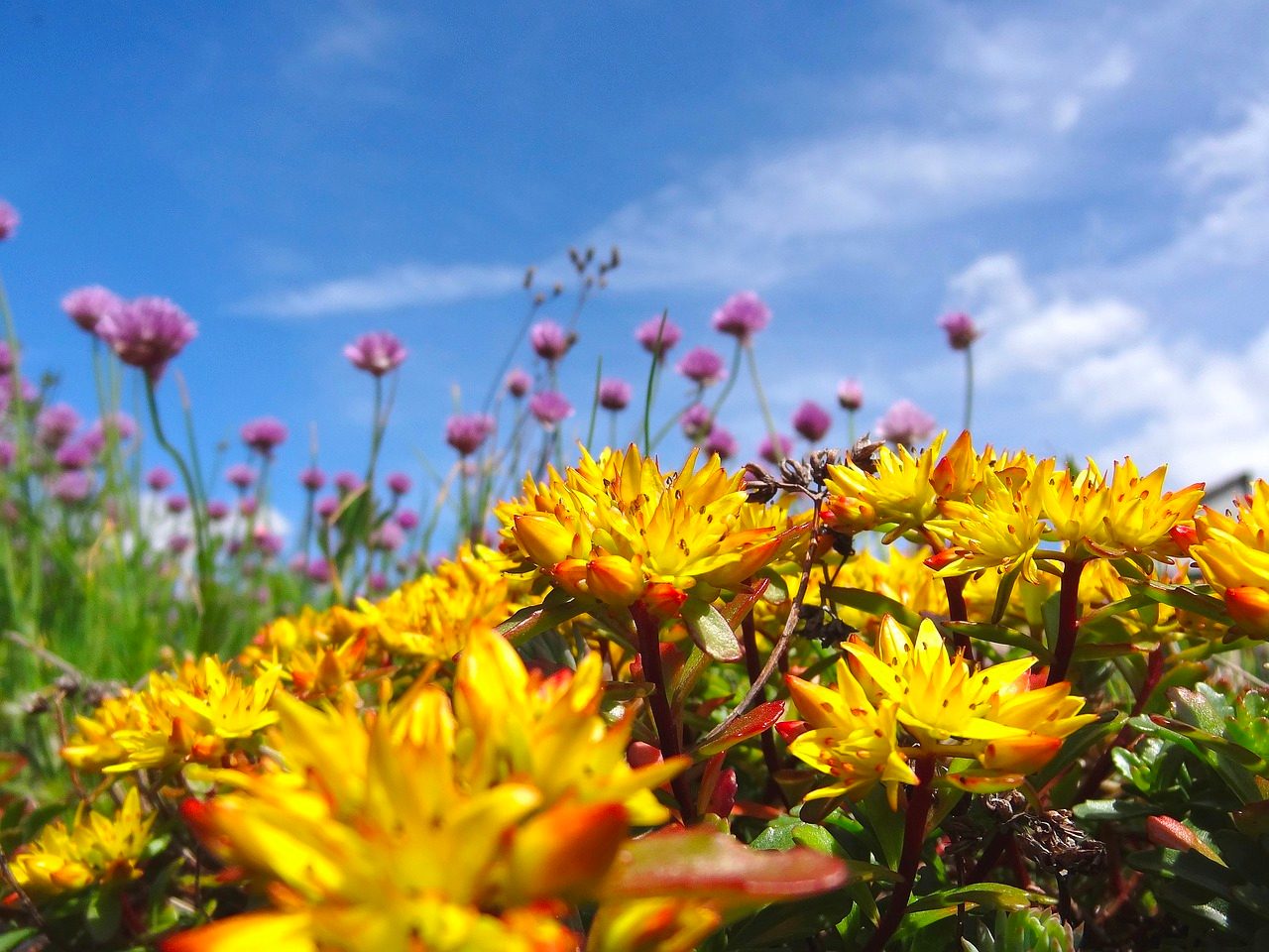 This is an image of wildflowers in a field.