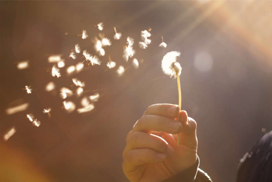 Benefits of Mediation Image of a person blowing the seeds of a dandelion.