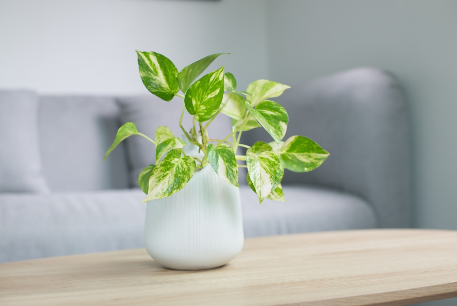 Different Types of Separation This is an image of a plant sitting on a coffee table.