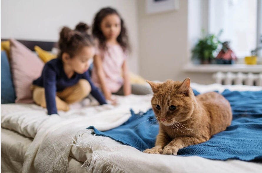 Hope and Peace After Mediation This is an image of two sisters on a bed, with their cat in the foreground.