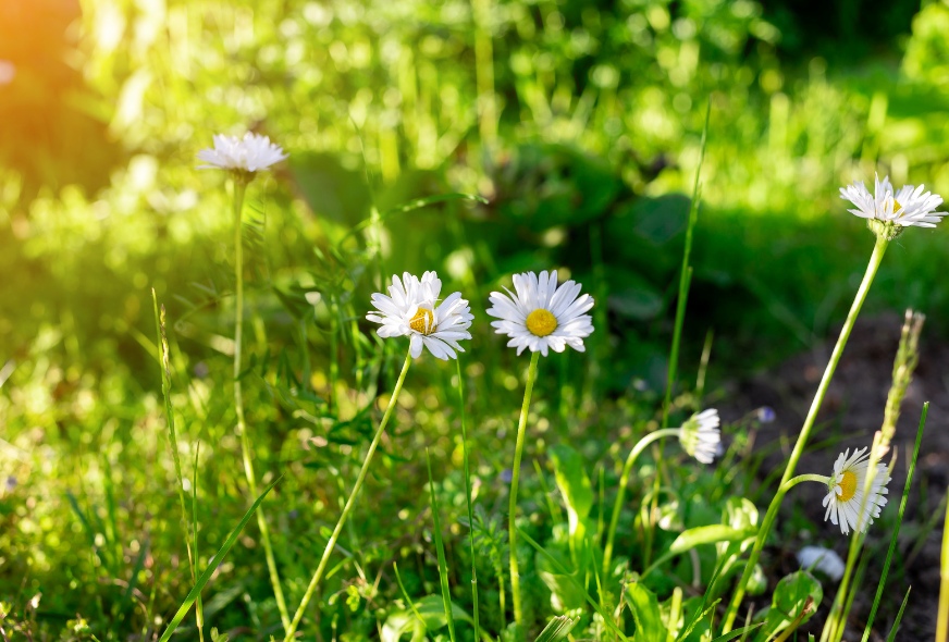This is an image of a field of wildflowers in sunlight.