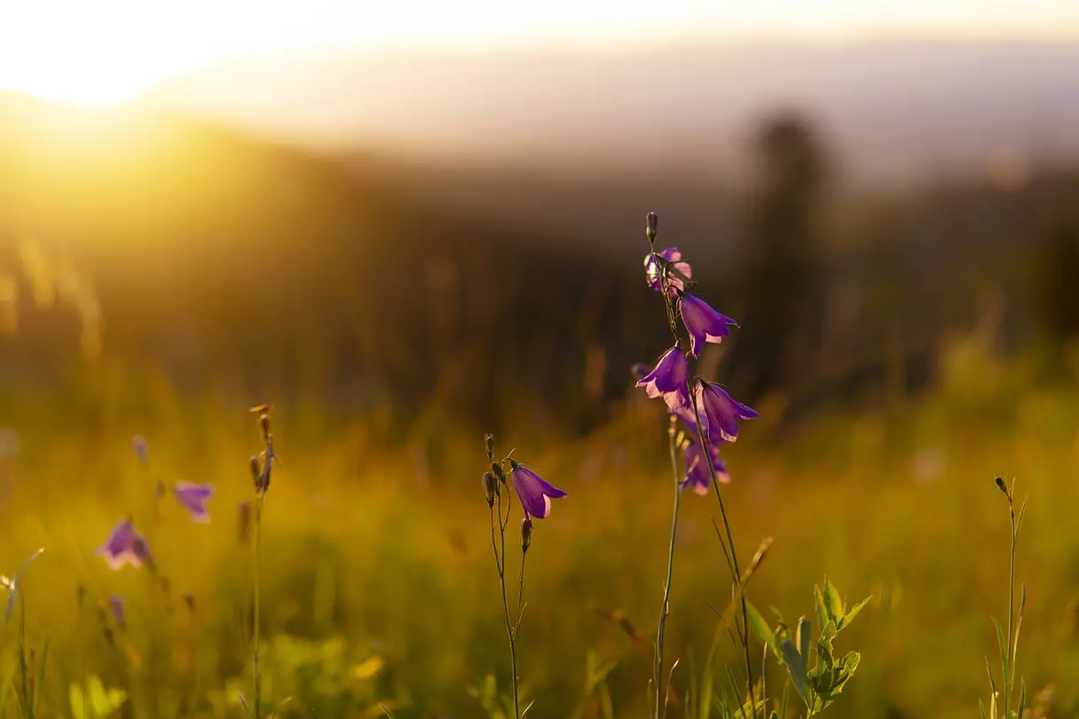 Mediation Is a Healthy Divorce Option This is an image of flowers in a field at sunset.