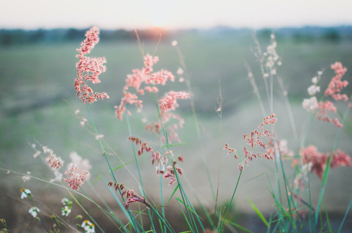 This is an image of a field with wildflowers.